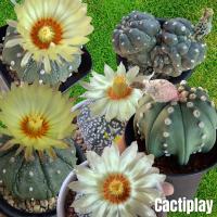 ราคา เมล็ดกระบองเพชร เมล็ดแอสโตรไฟตัม Astrophytum asterias & nudum mix เมล็ดแคคตัส (5546111959)