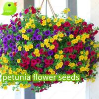 ราคา เมล็ดพันธุ์ ดอกพิทูเนีย เมล็ดพิทูเนีย บอนสี บรรจุ 30 เมล็ด Petunia Seeds Hanging Plants Flower Seeds (28705332857)
