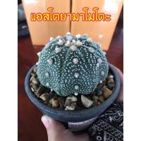 ราคา แอสโตร ยามาโมโตะ กระถาง 3 นิ้ว Astrophytum Cactus กระบองเพชร พร้อมจัดส่งทั้งกระถาง (18884598858)
