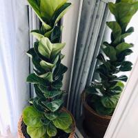 ราคา ไทรใบสัก แบบใบแคระ สูง 80-90 cm (4128754836)