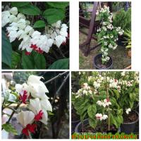 ราคา (ขาย ต้นพันธุ์) ต้น ดอก พวงเงิน หรือ มังกรคาบแก้ว ต้นพวงเงิน ต้นมังกรคาบแก้ว fadel (3168531556)