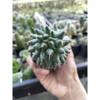 ราคา แมทหนามทุเรียน แมมมิลลาเรีย (Mammillaria) กระบองเพชร แคคตัส cactus (7476779820)