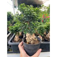 ราคา แก้วแคระเกาะหิน#แก้วแคระ (27259505573)