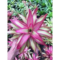 ราคา สับปะรดสี (Bromeliad ) นีโอเชลล์แดนช์ (25961501264)