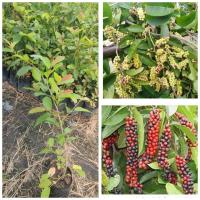 ราคา ต้นเม่าไข่ปลา มะเม่าป่า หมากเม่าทุ่ง ผลไม้มหัศจรรย์ รสชาติเปรี้ยวหวาน (43275354720)