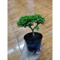 ราคา ต้นเพรมน่าไต้หวันไม้จิ๋ว (18200585405)