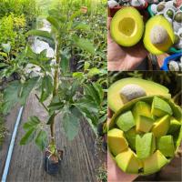 ราคา ต้นอโวคาโด บัคคาเนีย เนื้อ นิ่มแน่น  ต้นทาบกิ่งพันธุ์ดี ขนาดพร้อมลงดิน 80เซน-1เมตร (42673430631)