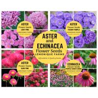ราคา เมล็ดดอกแอสเตอร์ | ดอกแอสเตอร์สีชมพู | ดอกแอสเตอร์สีม่วง | เมล็ดดอกโคนฟลาวเวอร์สีม่วง | เมล็ดดอกแอสเตอร์พีโอนี (40663148025)