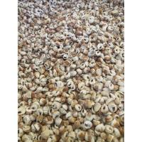 ราคา เปลือกหอยตีนช้างจิ๋วงาน DIY งานตกแต่งบ้านงานสะสม น้ำหนัก 100 กรัม (15648975557)