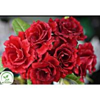 ราคา ต้นชวนชมดอกซ้อน ชวนชมดอกกุหลาบ ไม้มงคล ขนาดกระถาง 6 นิ้ว #SAN2 (25455563355)