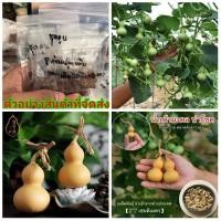 ราคา (ขาย เมล็ด ) เมล็ด น้ำเต้ามงคล นำโชค เมล็ดน้ำเต้ามงคล เมล็ดน้ำเต้า น้ำเต้า มงคล นำโชค / ส่งออก (11537019524)