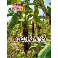 ราคา กล้วยร้อยหวี หน่อกล้วยร้อยหวี 1 หน่อ ขุดสดแล้วส่ง พร้อมเอกสารแนะนำการปลูก (22819203586)