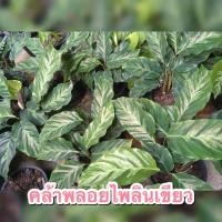 ราคา พลอยไพลินเขียว คล้าพลอยไพลินเขียว ไม้ประดับ ไม้มงคล พร้อมส่ง สอบถามได้ค่ะ (16944624304)