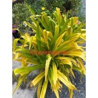 ราคา พลับพลึง พลับพลึงทอง Gloden Leaf Crinum asiaticum หน่อต้นในถุงชำมีขนาดให้เลือก (13833480671)