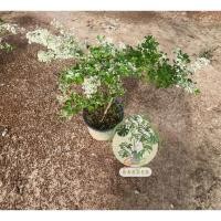 ราคา ต้นมะขามเทศด่าง ต้นที่ส่ง คือ ต้นในรูปฟอร์มใหญ่กระถาง 12 นิ้ว (29385762606)