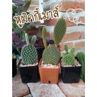 ราคา หูมิคกี้เมาส์ (Opuntia microdasys) แคคตัส กระบองเพชร ส่งทั้งกระถาง (10336029607)