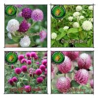 ราคา เมล็ดพันธุ์ดอกไม้#เมล็ดพันธ์ุบานไม่รู้โรย#บานไม่รู้โรย บรรจุ 100 เมล็ด (19651555001)