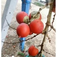 ราคา ลูกปาล์มหางกระรอก​ 10​ลูก​ 35บาท​ พร้อมส่ง​ มีเก็บเงินปลายทางค่ะ (26630235800)