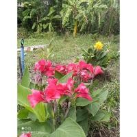 ราคา พุทธรักษาแคระสีบานเย็น แต่สดไม่ใส่กระถาง (27777305836)