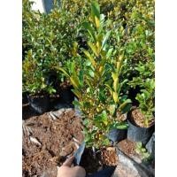 ราคา F296 ต้นสาริกาลิ้นทอง (ตัวผู้) #ต้นไม้มงคล ทนแดด เลี้ยงง่ายมาก (6637023843)