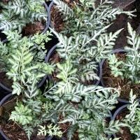 ราคา ต้นเฟิร์นเงิน ไม้พุ่มในกระถาง5 นิ้ว (12501546883)