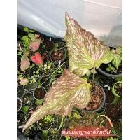 ราคา พญาพาลีรั้งทวีป(บอนเก่าหายาก) (23631425742)