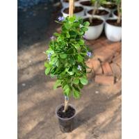 ราคา กิ่งตอนแก้วเจ้าจอมพันธุ์10ใบ(6+4) สูง80-90เซนติเมตร (27455930873)