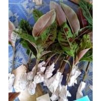 ราคา กล้วยด่างแดงเลือดนกหน่อ​ (10064347779)