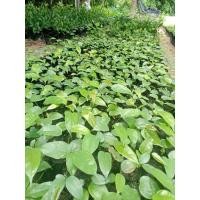 ราคา ย่านางแดงขายเป็นชุด 4 ถุง 100 บาท (26202166149)