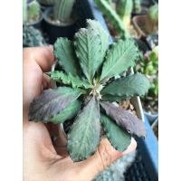 ราคา ยูโฟเบีย ไดโนเสาร์ใบใหญ่ กระถาง 2 นิ้ว (24038532894)