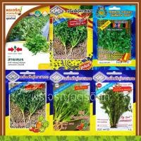 ราคา เมล็ดพันธุ์ผักชี กลุ่มผักชี ผักชีสายสมร ผักชีสามเอ (แบบซอง) เมล็ดผักชีสามเอ เมล็ดผักชีบิ๊กเอ เมล็ดพันธุ์ผักสวนครัว (7397523072)
