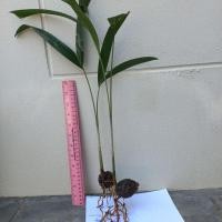 ราคา ปาล์มฟอกเทล ไม้ประดับ ลำต้นตรงใบสวยงามเป็นพวงหางกระรอก ขายต้นกล้าเพาะเมล็ดแตกใบมีรากดีต้นสูง 30-40 ซม. ส่งขั้นต่ำ 5 ต้น (17785302092)