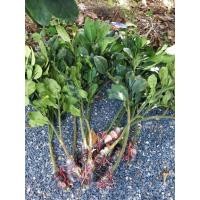 ราคา กิ่งตอน ส้มโอทับทิมสยาม ของแท้ อ.ปากพนัง (43252286737)