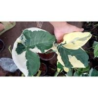 ราคา ถุงเงินถุงทอง ไม้ด่าง (11729205439)