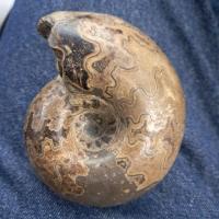 ราคา ฟอสซิล Ammonite แอมโมไนต์ งานนอก รุ่นเก่า (40820592458)