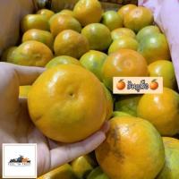 ราคา ส้มภูเรือ ✨ (1 กิโล) หวานเจี๊ยบๆ ตรงมาจากสวนจ้าา ช่วงนี้ทานส้มเพิ่มวิตามินซีให้กับร่างกายกันเถอะ! (7125810355)