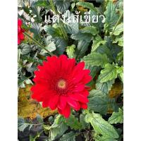 ราคา ต้นดอกเยอบีร่า สีแดงไส้เขียว❤️❤️ (24869908264)