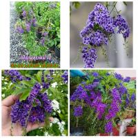 ราคา (ขาย ต้นพันธุ์) ดอก ต้น ต้นเทียนหยดญี่ปุ่น เทียนหยด สีม่วง ม่วง fadel (7585404911)