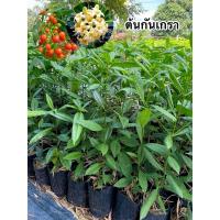 ราคา ต้นกันเกราสูง30-40ซม.สั่งขั้นต่ำ3ต้นคละต้นอื่นได้ (23340779430)