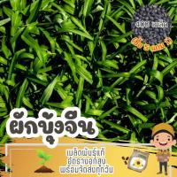 ราคา เมล็ด ผักบุ้งจีน เรียวไผ่ แบ่งขาย (ซื้อ 5 แถม 1) (26707799446)