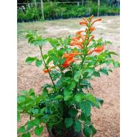 ราคา ต้นพวงแสดต้น ดอกสีส้ม ออกดอกตลอดปี (14125323171)