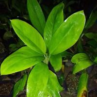 ราคา ต้นกระทิงป่า ไม้ป่าหายาก ชุด 2 ต้น (13850947553)