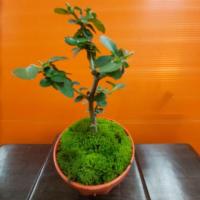 ราคา บอนไซ เพรมน่าไต้หวัน พร้อมกระถางบอนไซ ( แต่ละต้นรูปร่างอาจแตกต่างกัน ) (4820856355)
