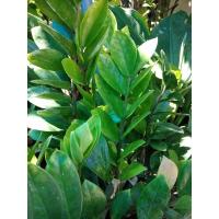 ราคา ต้นกวักมรกต ไม้มงคล จัดส่งพร้อมกระถาง (4594122870)