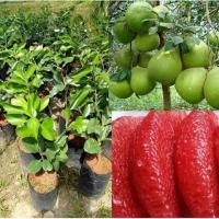ราคา ต้นส้มโอ (Pomelo) ส้มโอทับทิมสยาม จัดส่งพร้อมถุง 8 นิ้ว ลำต้นสูง 65-75 ซม (9607378722)