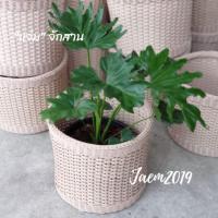 ราคา ตะกร้าหวายเทียม ตะกร้าหวาย ตะกร้าหวายใส่ผ้า ตะกร้าหวายใส่ขยะ ตะกร้าหวายใส่ต้นไม้ แจ่มจักสาน (3833899609)