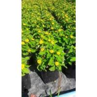 ราคา ต้นกระดุมทอง สวนเขาหมาก ไม้ดอกไม้ประดับ ดอกสีเหลือง เป็นไม้เลื้อยคลุมดิน ปลูกง่าย สวยงาม สามารถปลูกในกระถางและลงดิน (5792484253)