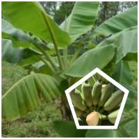 ราคา หน่อพันธุ์กล้วยน้ำว้าเตี้ย(กล้วยพระราชทาน) 1 หน่อ (40860403665)