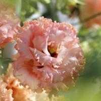 ราคา 20 เมล็ด ลิเซียนทัส กุหลาบไร้หนาม กุหลาบเวียดนาม อัสโตม่า (Eustoma) ดอกสีส้ม (41222548862)