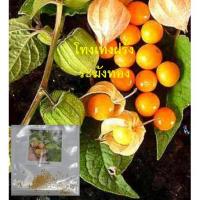 ราคา เมล็ดพันธุ์ โทงเทงฝรั่ง ระฆังทอง เคพกูซเบอร์รี่ (cape gooseberry) / ซองละ 100 เม็ด (19649182694)